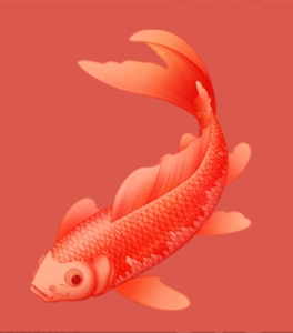 Red koi